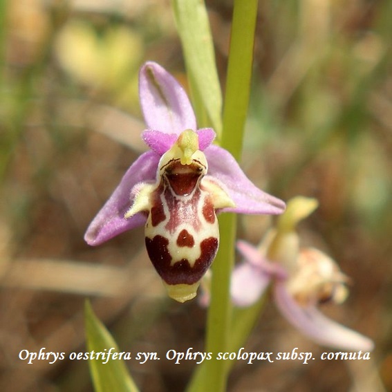 Orchidee dell''Epiro e del Peloponneso